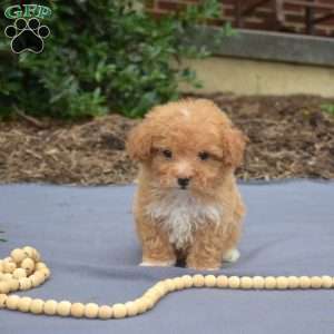 Penny, Bich-Poo Puppy