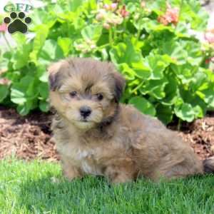 Penny, Havanese Puppy