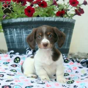 Penny, Dachshund Puppy
