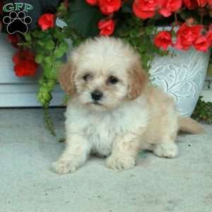 Penny, Maltipoo Puppy