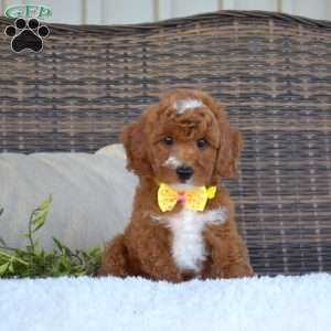 Penny, Mini Goldendoodle Puppy