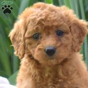 Penny, Miniature Poodle Puppy