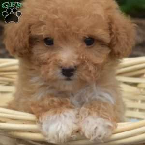 Penny, Bich-Poo Puppy