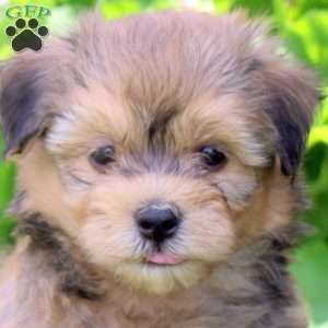 Penny, Havanese Puppy