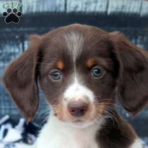 Penny, Dachshund Puppy