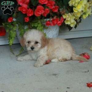 Penny, Maltipoo Puppy