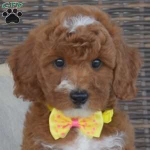 Penny, Mini Goldendoodle Puppy