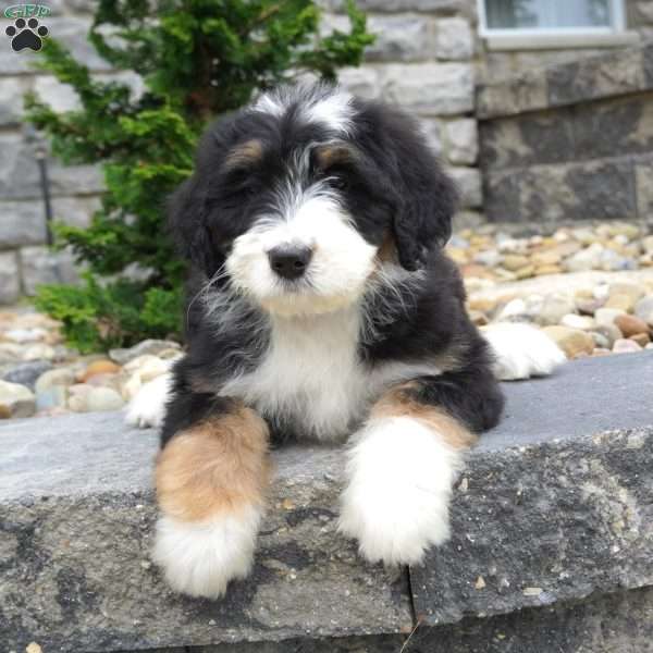Penny, Bernedoodle Puppy