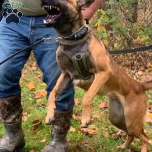 Brutus, Belgian Malinois Puppy