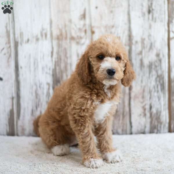 Peony, Mini Labradoodle Puppy