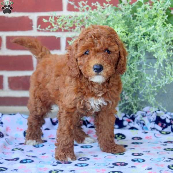 Peony, Mini Goldendoodle Puppy
