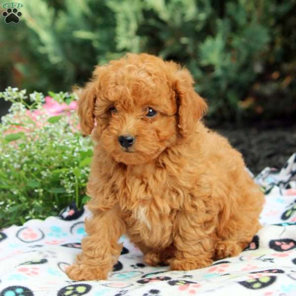Peony, Toy Poodle Puppy