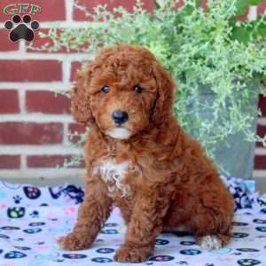 Peony, Mini Goldendoodle Puppy