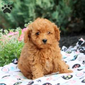 Peony, Toy Poodle Puppy