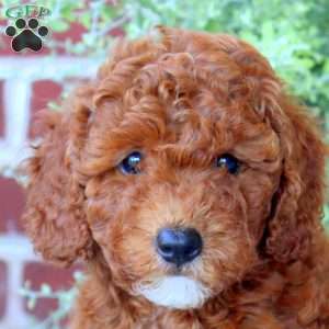 Peony, Mini Goldendoodle Puppy
