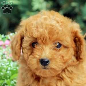 Peony, Toy Poodle Puppy