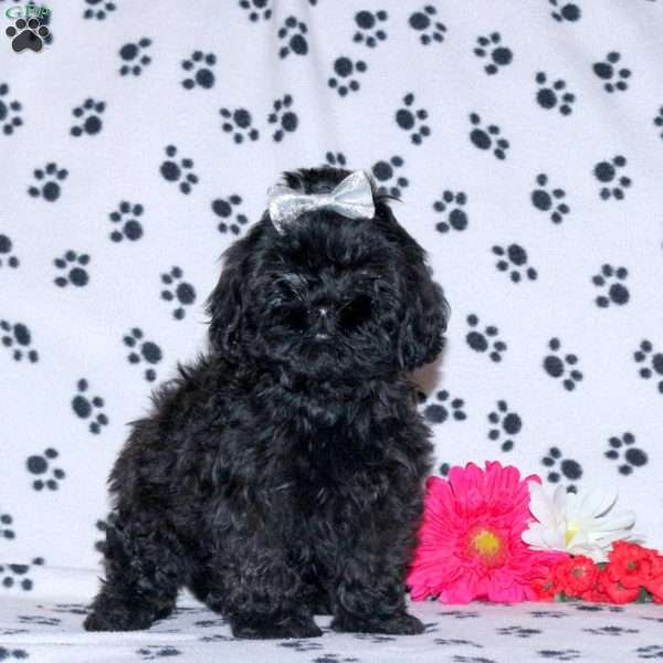 Pepper, Shih-Poo Puppy