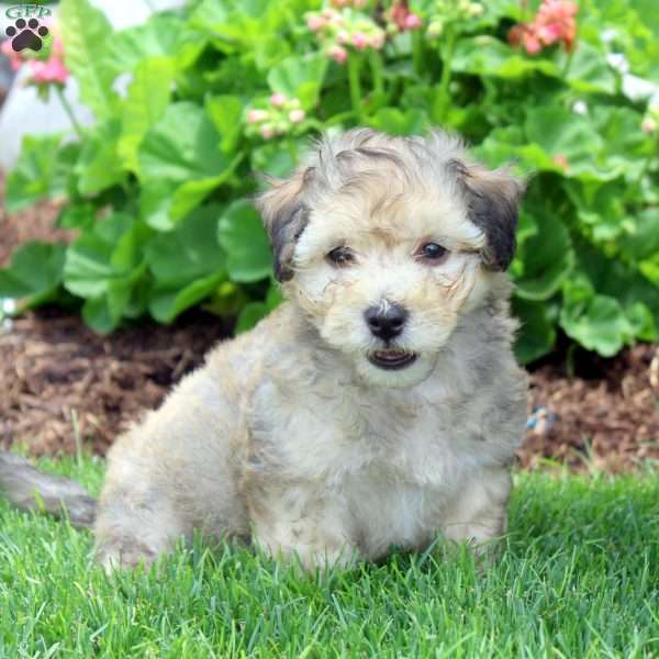 Pepper, Havanese Puppy