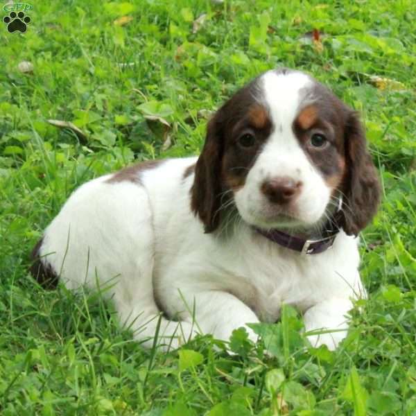 Pepper, English Springer Spaniel Puppy