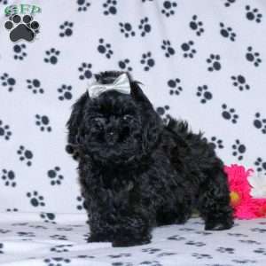 Pepper, Shih-Poo Puppy
