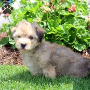 Pepper, Havanese Puppy