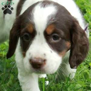 Pepper, English Springer Spaniel Puppy