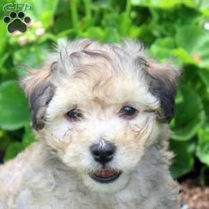 Pepper, Havanese Puppy