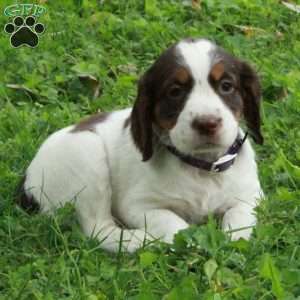 Pepper, English Springer Spaniel Puppy