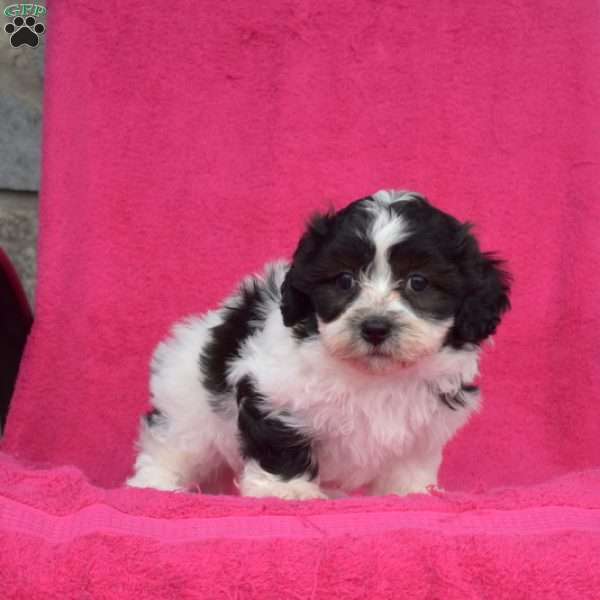 Pepper, Teddy Bear Puppy