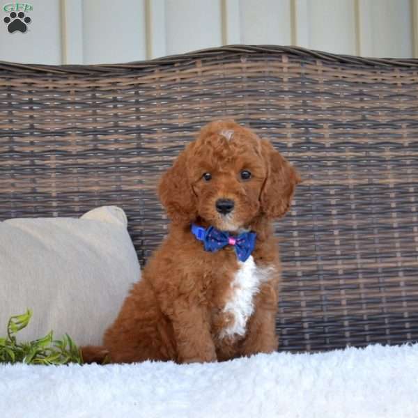 Pepper, Mini Goldendoodle Puppy