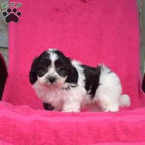 Pepper, Teddy Bear Puppy