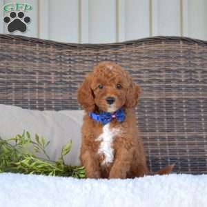 Pepper, Mini Goldendoodle Puppy