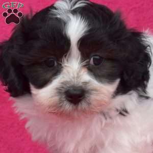 Pepper, Teddy Bear Puppy