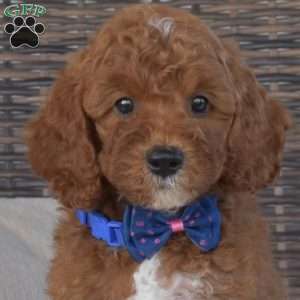 Pepper, Mini Goldendoodle Puppy
