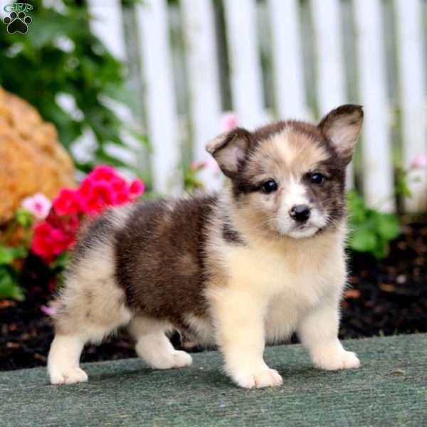 Pepper, Pembroke Welsh Corgi Puppy