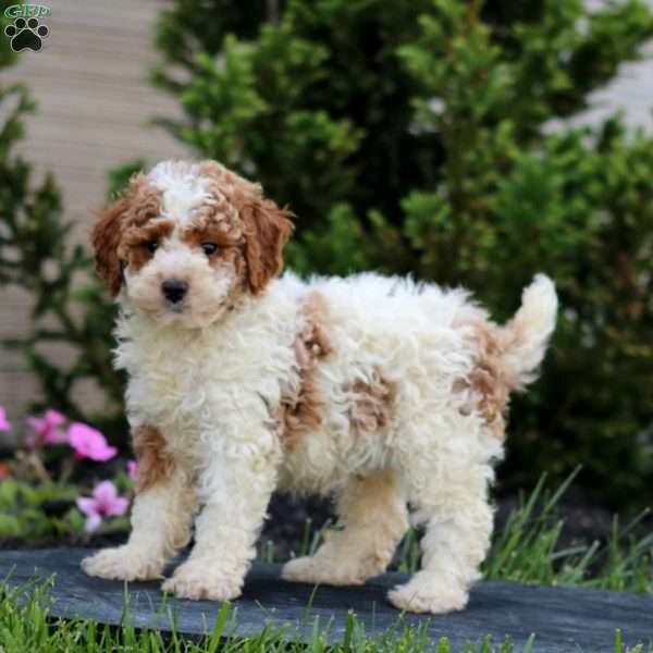 Pepper, Miniature Poodle Puppy