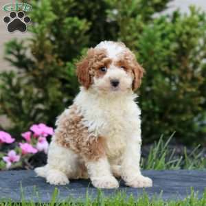Pepper, Miniature Poodle Puppy