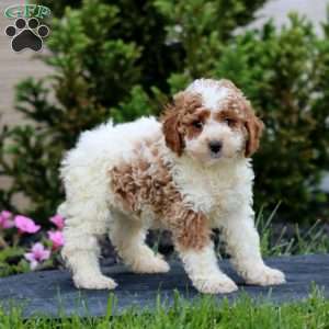 Pepper, Miniature Poodle Puppy