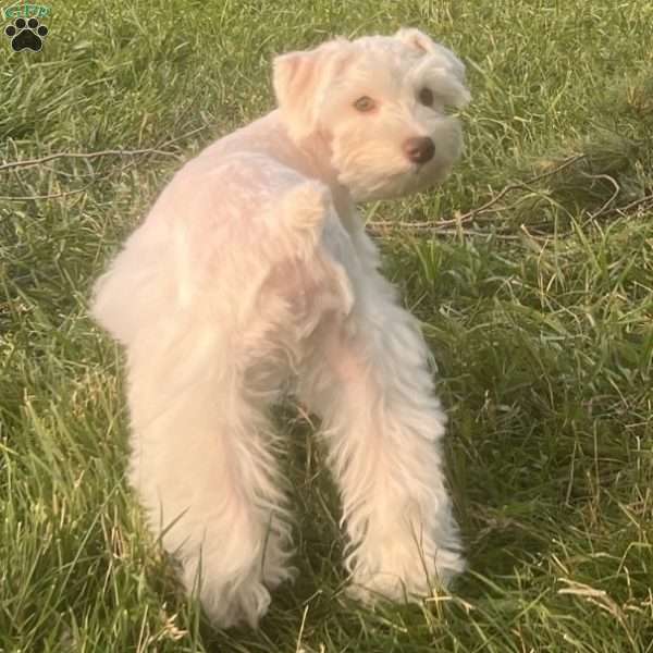 Pepper, Miniature Schnauzer Puppy
