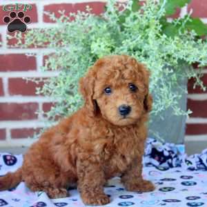 Pepsi, Mini Goldendoodle Puppy