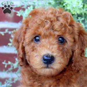 Pepsi, Mini Goldendoodle Puppy