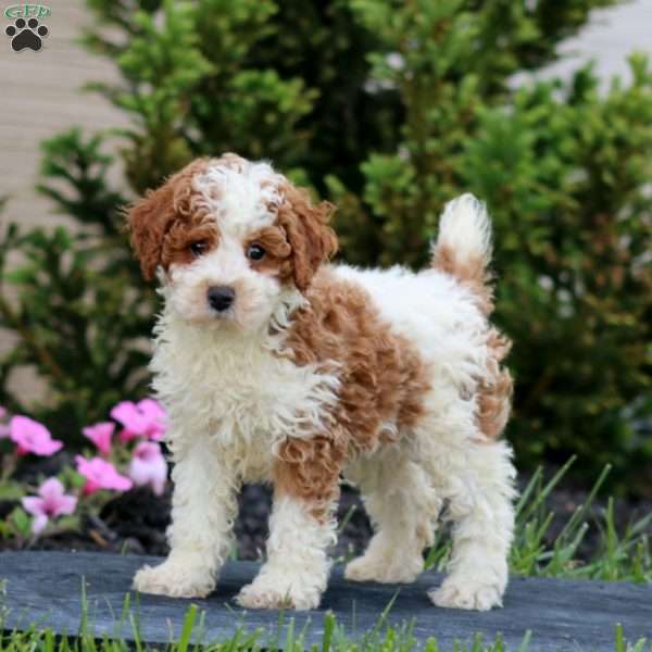 Pepsi, Miniature Poodle Puppy