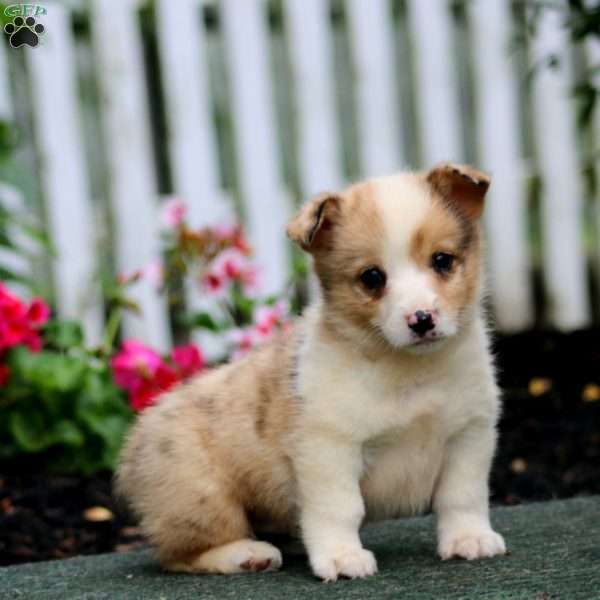 Pepsi, Pembroke Welsh Corgi Puppy