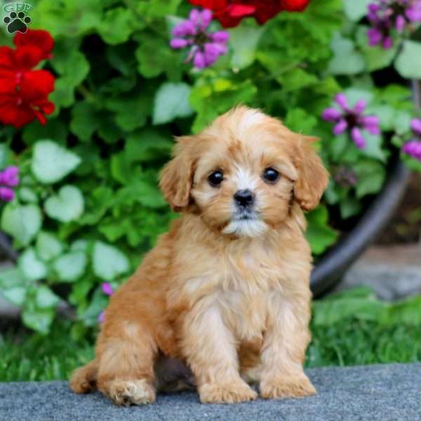 Pepsi, Cavapoo Puppy