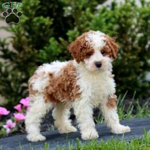 Pepsi, Miniature Poodle Puppy