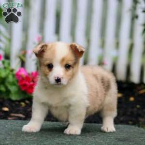 Pepsi, Pembroke Welsh Corgi Puppy