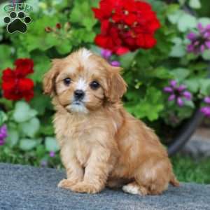 Pepsi, Cavapoo Puppy