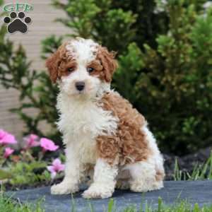 Pepsi, Miniature Poodle Puppy