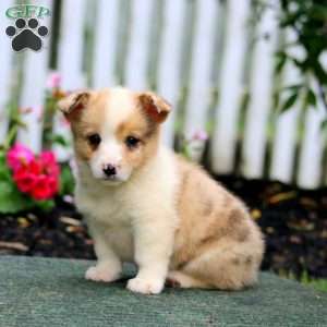 Pepsi, Pembroke Welsh Corgi Puppy