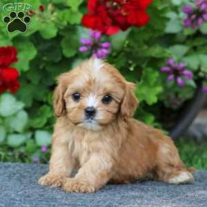 Pepsi, Cavapoo Puppy